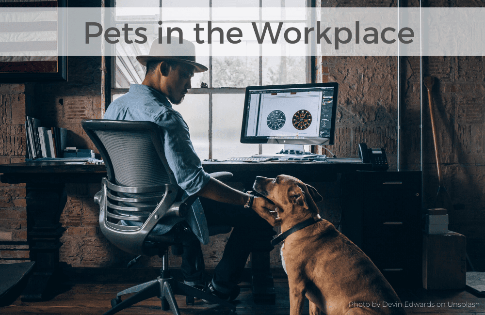 a man working at the office with pet