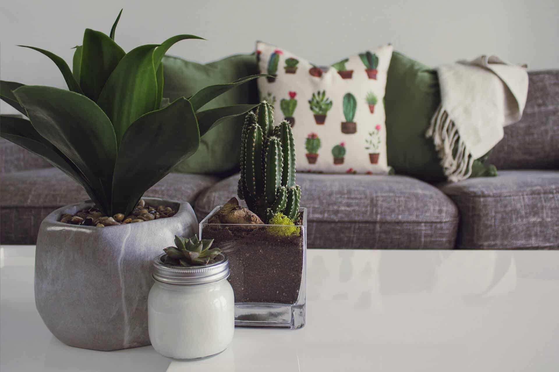 indoor plants on the table