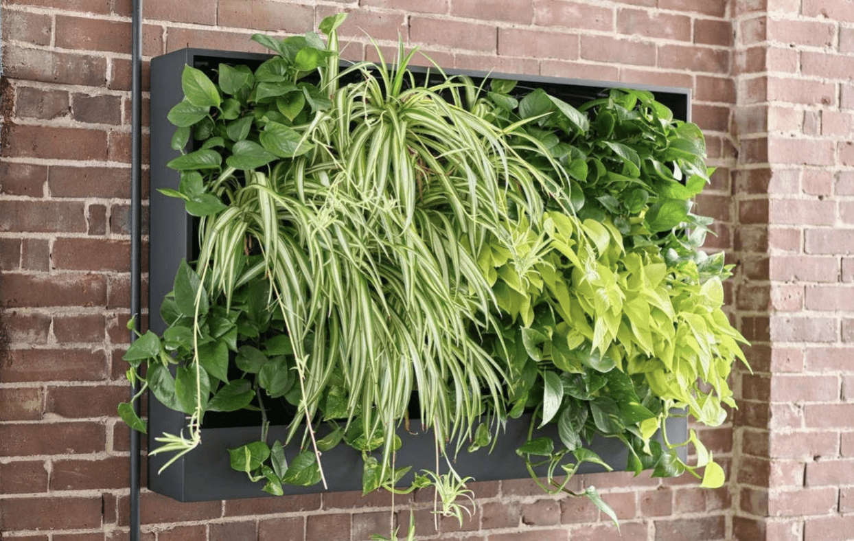 Living Wall Planter showing plants growing on wall